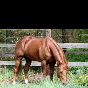 Meet your Posher, Lynn